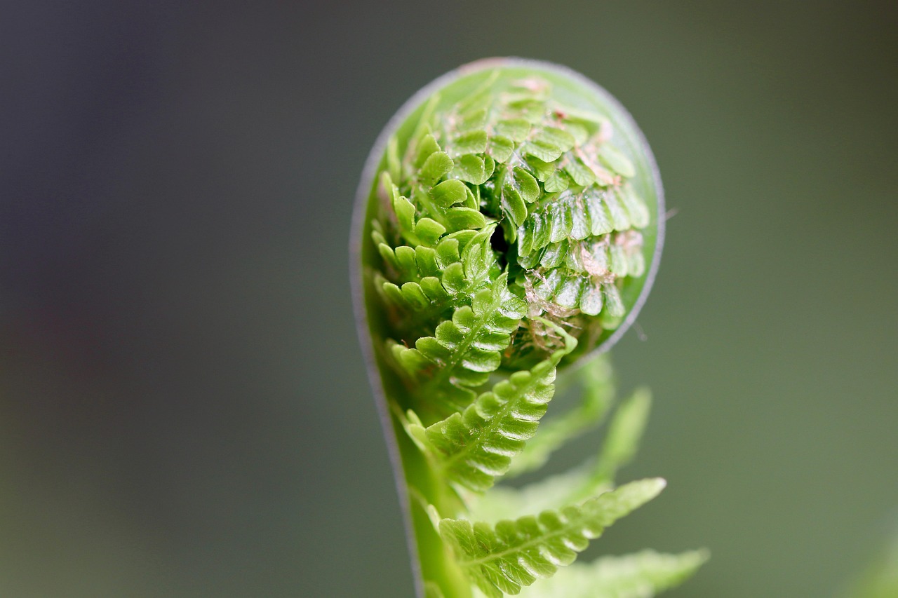 Scientists Find the Molecule That Controls When Plants Grow Up